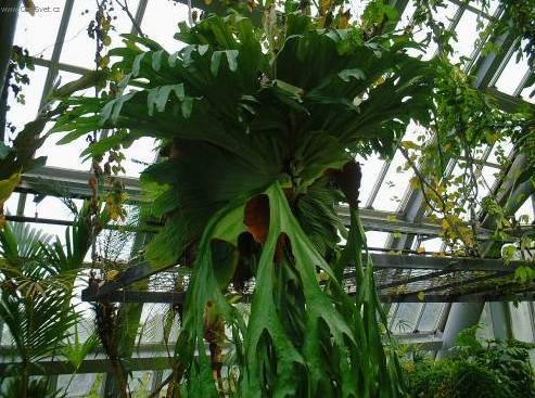 Fotky: Paro�natka (foto, obrazky)