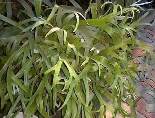 Fotky: Paro�natka (foto, obrazky)