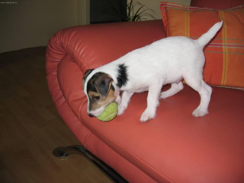 Fotky: Parson Russel Teri�r (foto, obrazky)