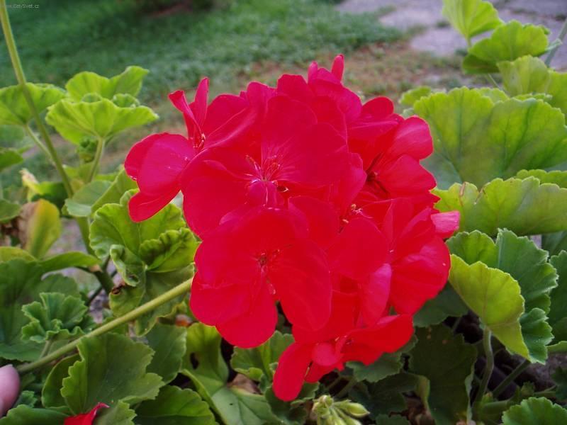 Foto: Pelarg�nie-Pelargonie p�skat�. Pestitelka: Mayda
