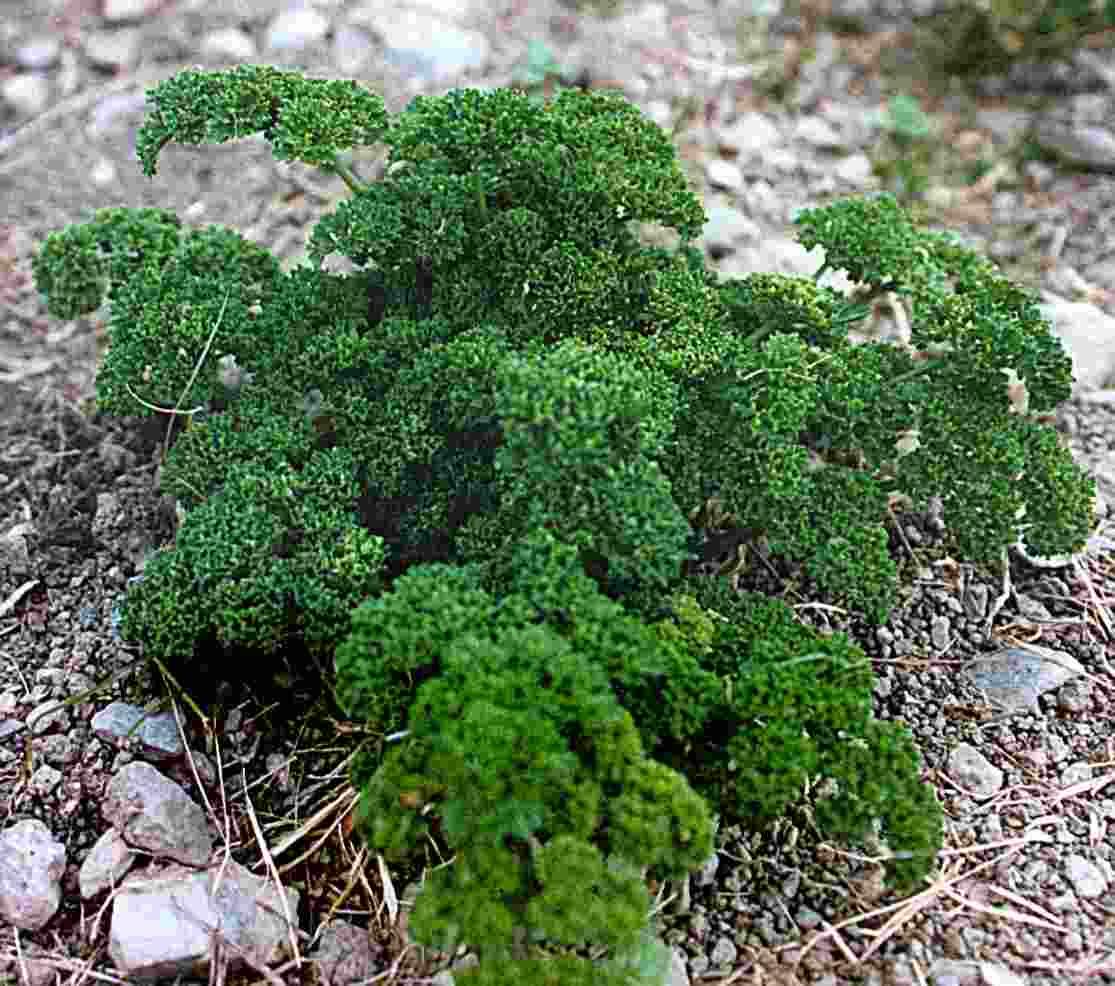 Fotky: Petr�el Kade�av� (foto, obrazky)