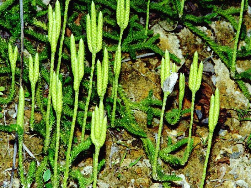 Fotky: Plavu� Vidla�ka (foto, obrazky)