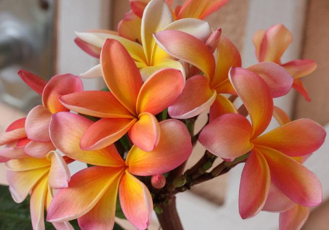 Fotky: Plum�rie (foto, obrazky)