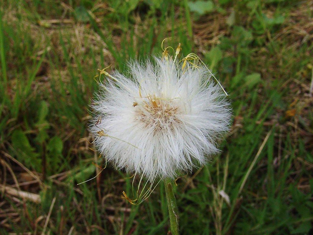 Fotky: Podb�l L�ka�sk� (foto, obrazky)