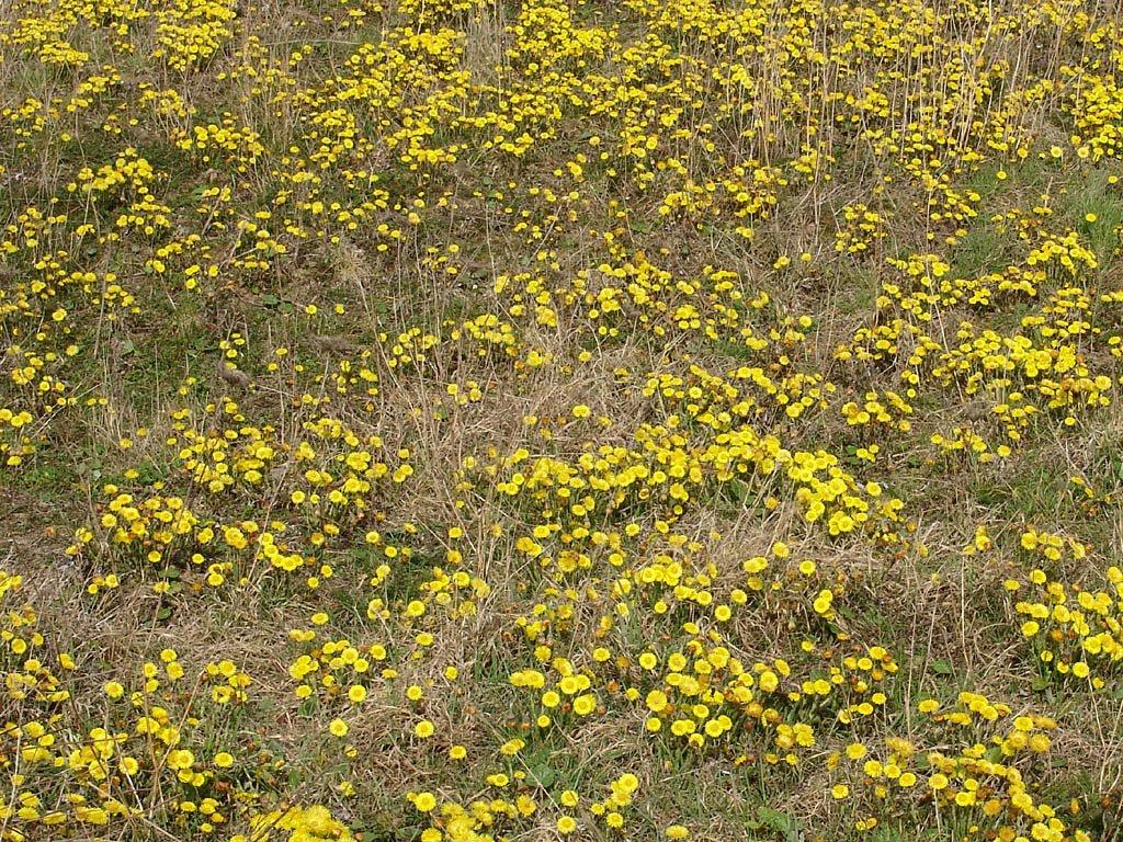 Fotky: Podb�l L�ka�sk� (foto, obrazky)