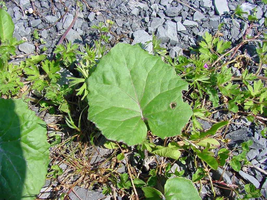 Fotky: Podb�l L�ka�sk� (foto, obrazky)