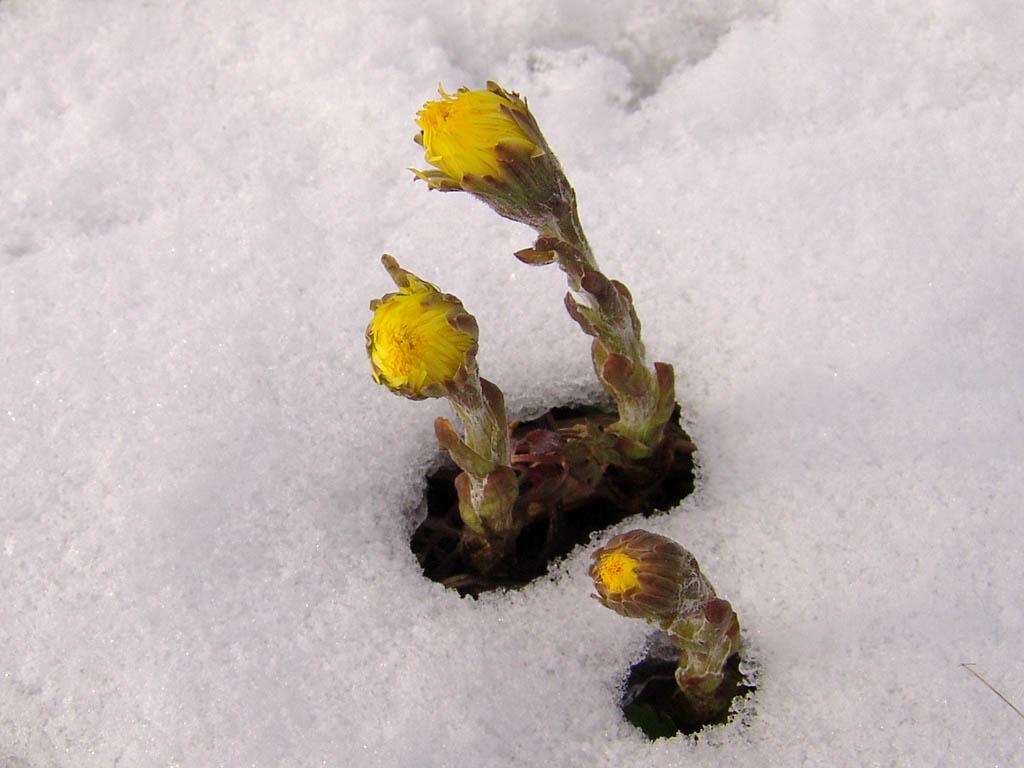 Fotky: Podb�l L�ka�sk� (foto, obrazky)