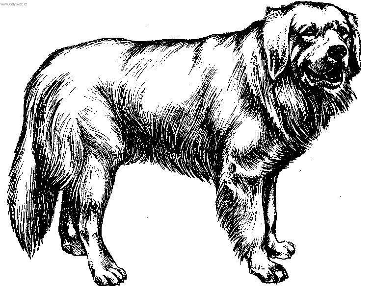 Fotky: Podhala�sk� ov��k (foto, obrazky)