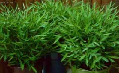 Fotky: Pokojov� bambus (foto, obrazky)