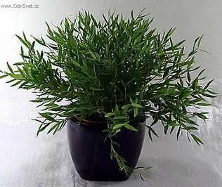 Fotky: Pokojov� bambus (foto, obrazky)