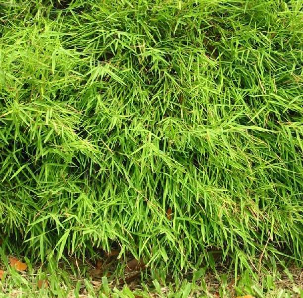 Fotky: Pokojov� bambus (foto, obrazky)