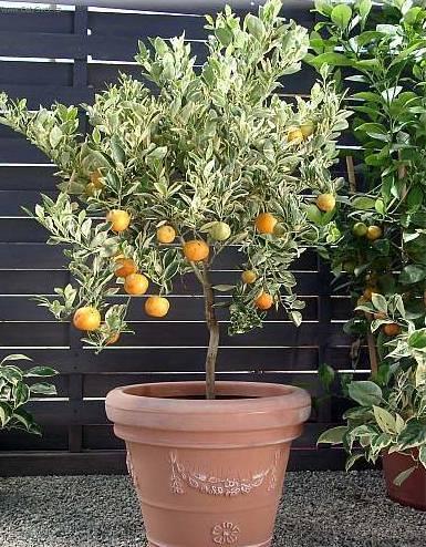 Fotky: Pomeran�ovn�k (foto, obrazky)