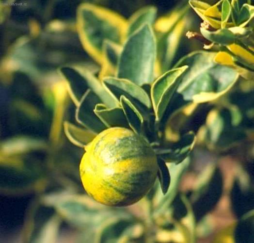 Fotky: Pomeran�ovn�k (foto, obrazky)