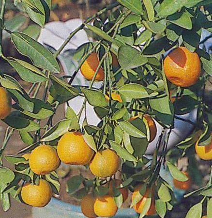 Foto: Pomeran�ovn�k