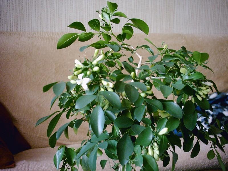 Fotky: Pomeran�ov� jasm�n (foto, obrazky)