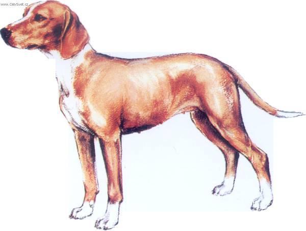 Fotky: Pos�vsk� honi� (foto, obrazky)