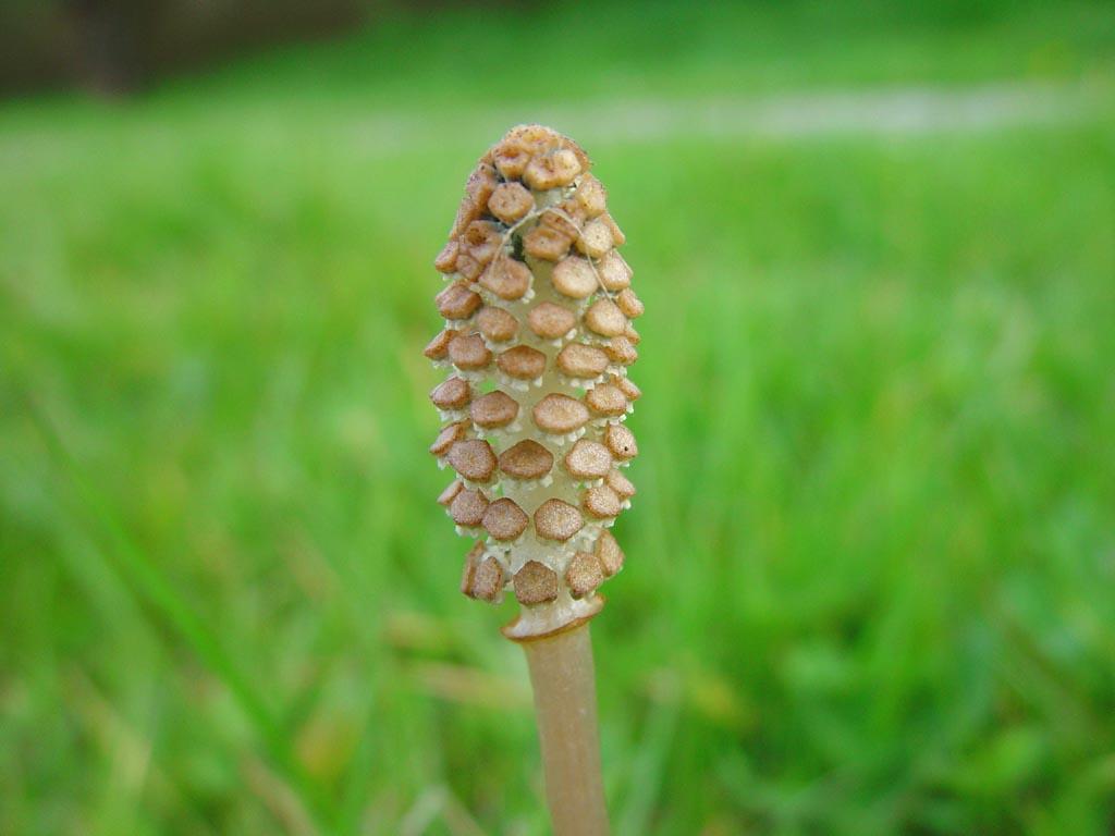 Fotky: P�esli�ka Roln� (foto, obrazky)