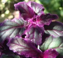 Fotky: Prota�itka (foto, obrazky)