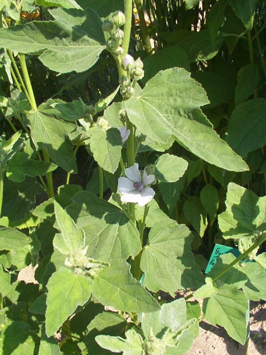 Fotky: Prvosenka Jarn� (foto, obrazky)