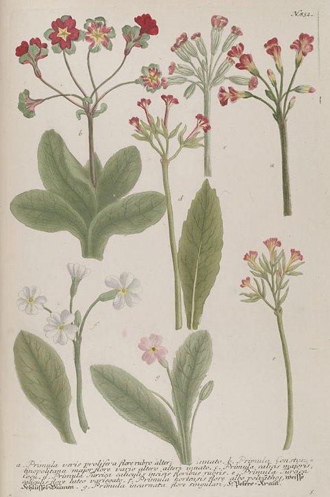 Fotky: Prvosenka Jarn� (foto, obrazky)