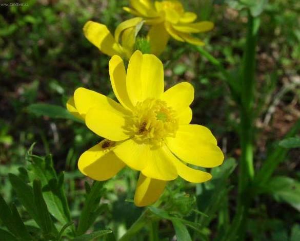 Fotky: Prysky�n�k (foto, obrazky)