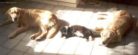 Foto: Ps� modlitba, ps� z�kony, pravidla