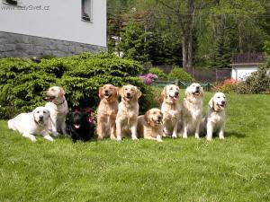 Foto: Ps� modlitba, ps� z�kony, pravidla