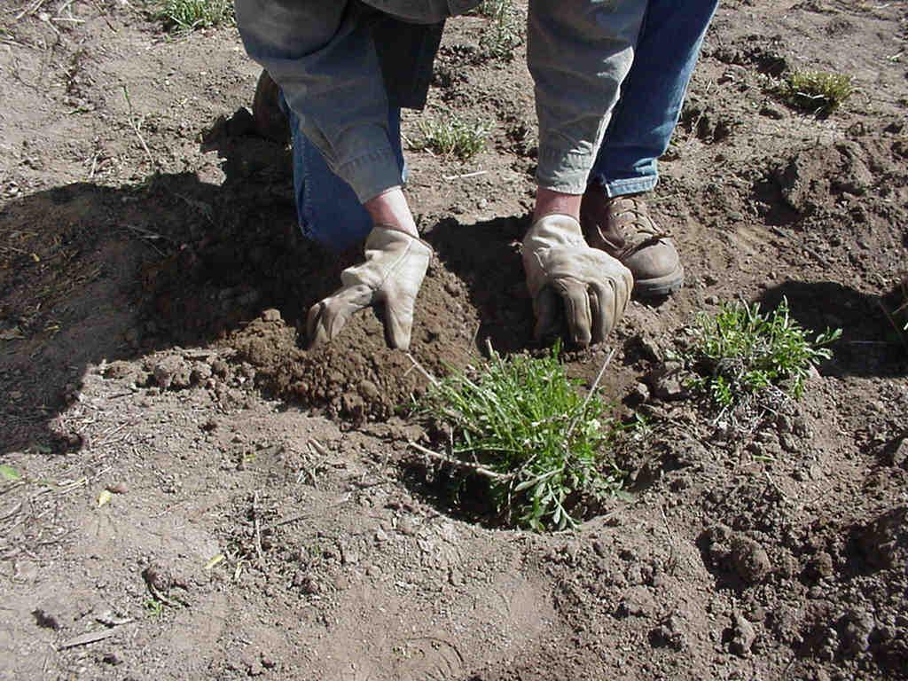 Fotky: Rady pro p�stov�n� rostlin (foto, obrazky)