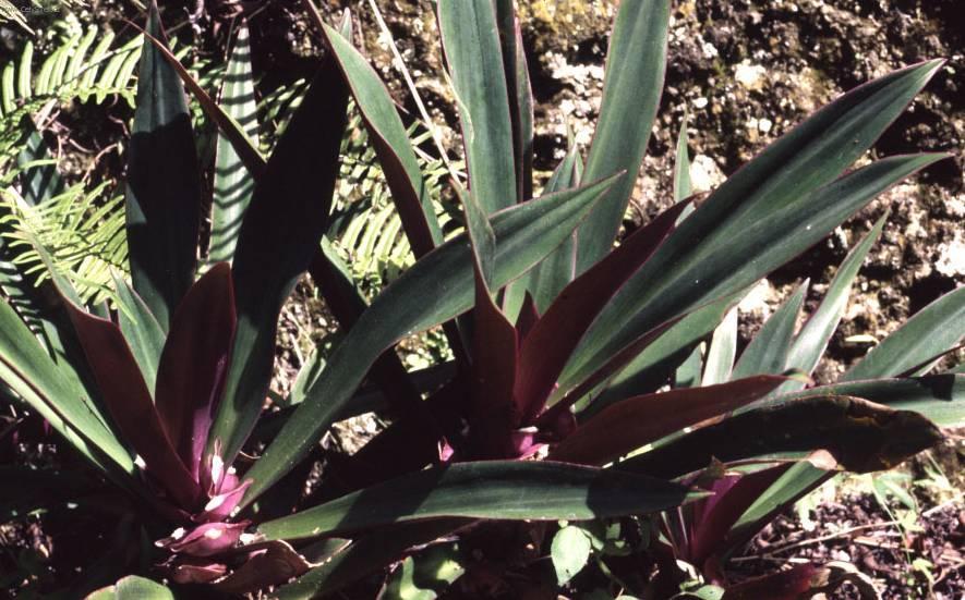 Fotky: Reo mnohobarv� (foto, obrazky)