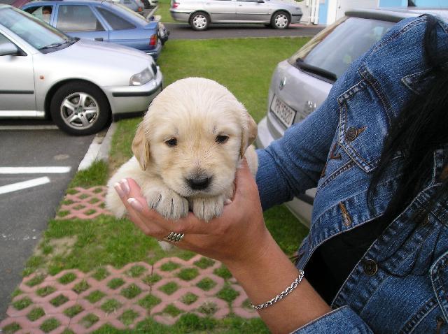 Fotky: Retr�v�i (foto, obrazky)