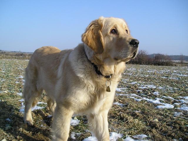 Fotky: Retr�v�i (foto, obrazky)