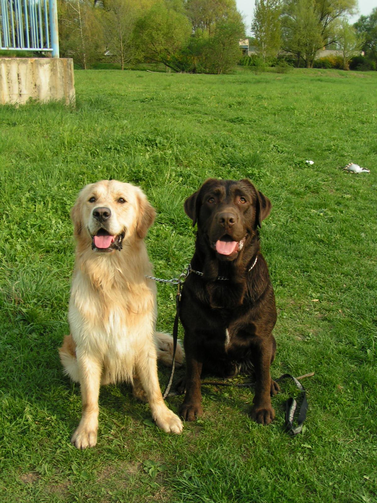 Fotky: Retr�v�i (foto, obrazky)