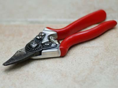 Fotky: �ez, tvarov�n� a p�stitelsk� triky (foto, obrazky)