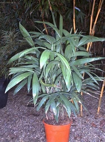 Fotky: Rhapis, palmenka n�zk� (foto, obrazky)