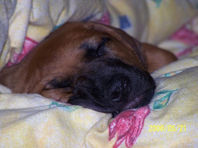 Fotky: Rhod�sk� ridgeback, Rhod�zsk� ridgeback (foto, obrazky)