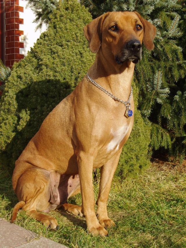 Fotky: Rhod�sk� ridgeback, Rhod�zsk� ridgeback (foto, obrazky)