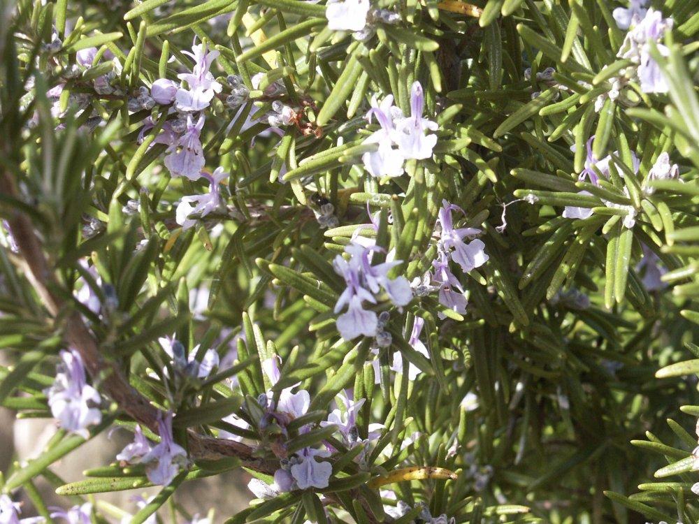 Foto: Rozmar�na L�ka�sk�