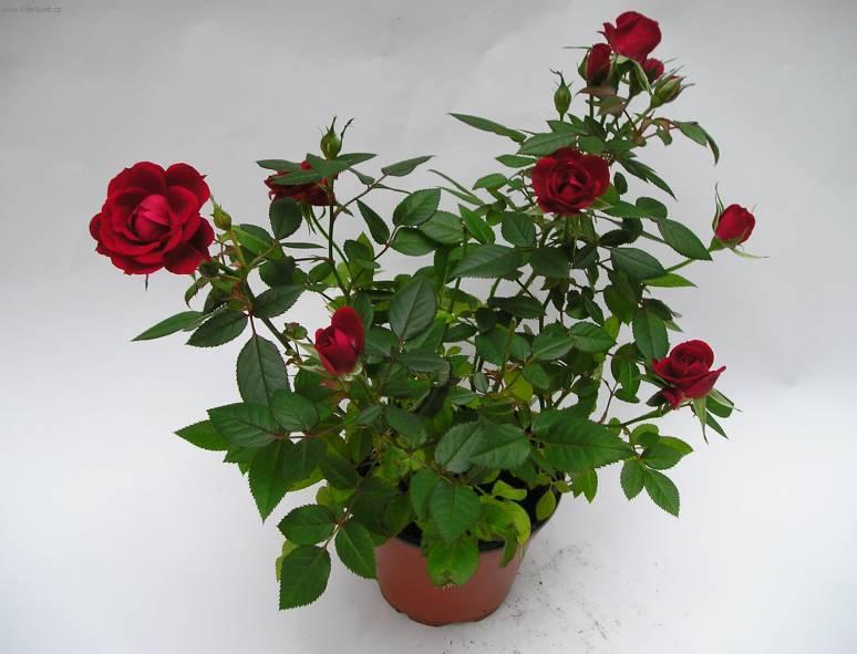 Fotky: R��e (foto, obrazky)