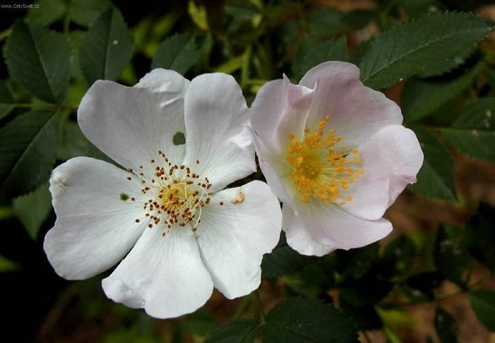 Fotky: R��e (foto, obrazky)