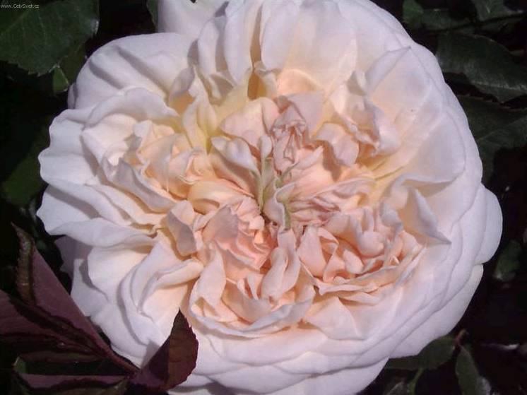 Fotky: R��e (foto, obrazky)