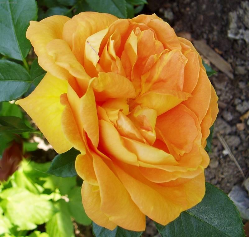 Fotky: R��e (foto, obrazky)