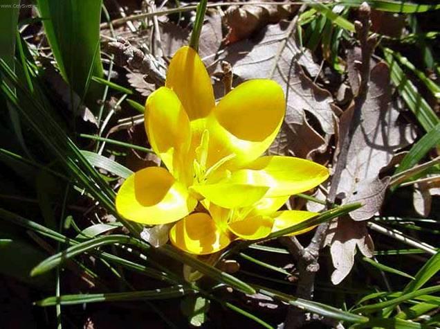 Fotky: �afr�n (foto, obrazky)