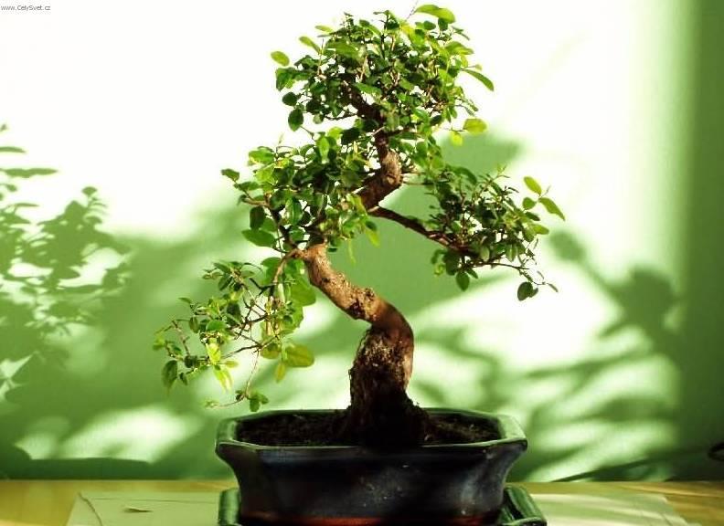 Fotky: Sager�cie �ajov� (foto, obrazky)