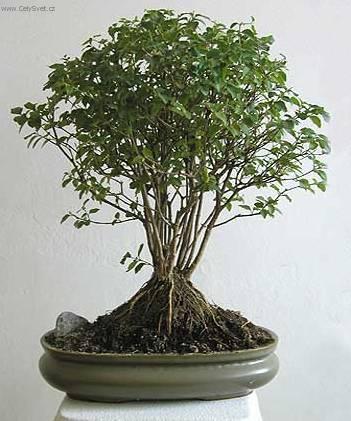 Fotky: Sager�cie �ajov� (foto, obrazky)