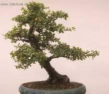 Fotky: Sager�cie �ajov� (foto, obrazky)