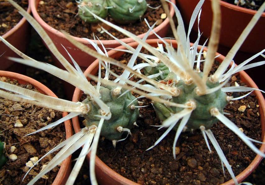 Foto: Seneco articulatus