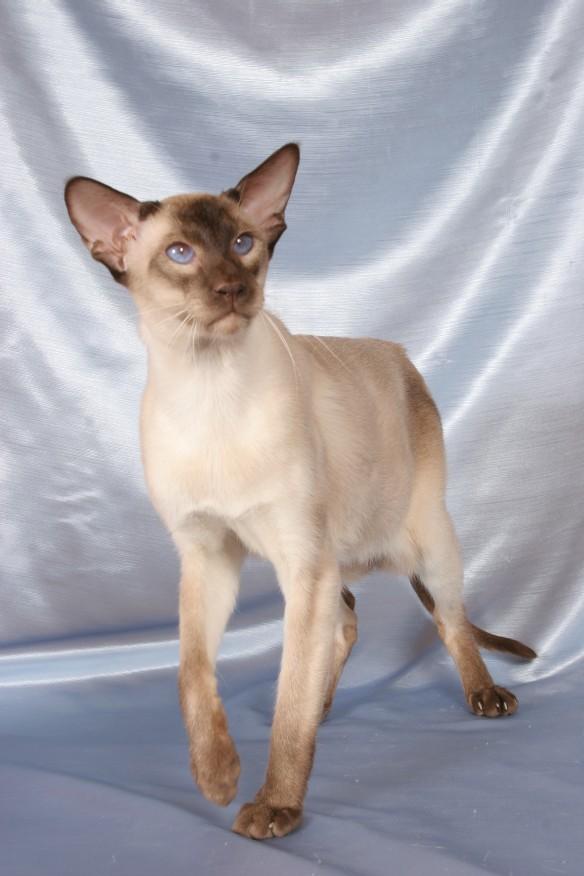 Fotky: Siamsk� ko�ka (foto, obrazky)