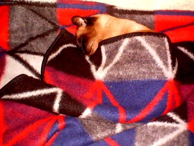 Fotky: Siamsk� ko�ka (foto, obrazky)