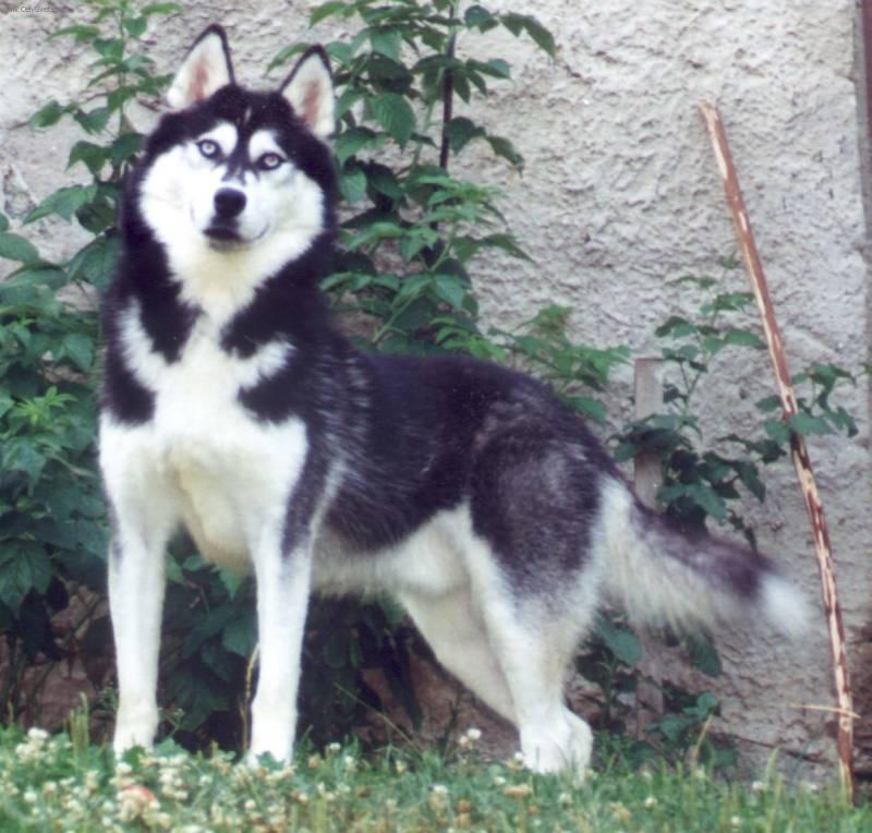 Fotky: Sibi�sk� husky (foto, obrazky)