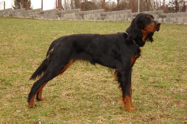 Foto: Skotsk� setr, Gordonsetr-Moje ro�tanda ve 14ti m�s�c�ch (gizmicka@seznam.cz)